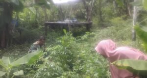 Wujud Nyata Dukungan TNI AD terhadap Ketahanan Pangan, Babinsa Koramil 02/Sukakarya Bantu Petani Rawat Tanaman Ubi