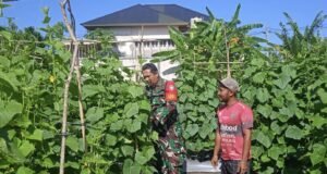 Babinsa Koramil 01/Sukajaya Kunjungi Kebun Warga di Gampong Ie Meulee Dukung Program Ketahanan Pangan