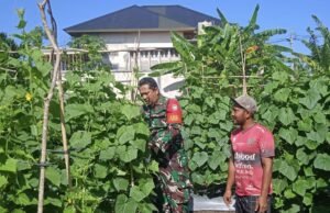 Babinsa Koramil 01/Sukajaya Kunjungi Kebun Warga di Gampong Ie Meulee Dukung Program Ketahanan Pangan