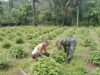 Babinsa Batee Shoek Turun ke Lahan, Bantu Warga Wujudkan Ketahanan Pangan Melalui Tanaman Nilam
