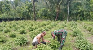 Babinsa Batee Shoek Turun ke Lahan, Bantu Warga Wujudkan Ketahanan Pangan Melalui Tanaman Nilam
