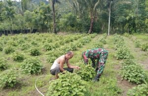 Babinsa Batee Shoek Turun ke Lahan, Bantu Warga Wujudkan Ketahanan Pangan Melalui Tanaman Nilam
