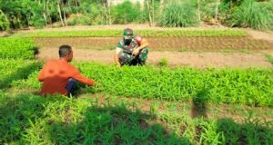 Babinsa Koramil 02/Sukakarya Dorong Kemandirian Pangan Lewat Pendampingan Petani Sayur