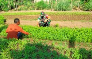 Babinsa Koramil 02/Sukakarya Dorong Kemandirian Pangan Lewat Pendampingan Petani Sayur