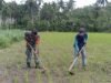 Babinsa Serka Muliyono Monitoring Perkembangan Serta Bantu Petani Rawat Padi Gogo di Gampong Cot Abeuk