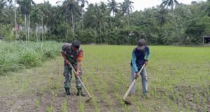 Babinsa Serka Muliyono Monitoring Perkembangan Serta Bantu Petani Rawat Padi Gogo di Gampong Cot Abeuk