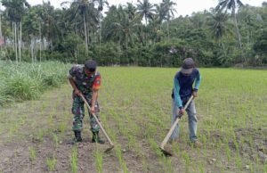 Babinsa Serka Muliyono Monitoring Perkembangan Serta Bantu Petani Rawat Padi Gogo di Gampong Cot Abeuk