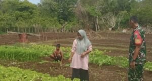 Wujudkan Swasembada Pangan, Babinsa Koramil 01/Sukajaya Aktif Bina Petani di Gampong Cot Ba’U