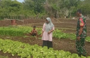 Wujudkan Swasembada Pangan, Babinsa Koramil 01/Sukajaya Aktif Bina Petani di Gampong Cot Ba’U
