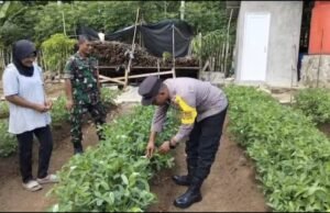 Babinsa Koramil 02/Sukakarya Dampingi Petani Kacang Tanah, Wujud Dukungan Ketahanan Pangan di Wilayah