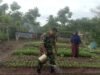 Babinsa Koramil 01/Sukajaya Bantu Petani Rawat Tanaman Kangkung di Gampong Balohan