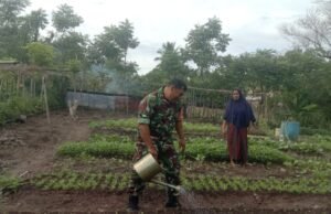 Babinsa Koramil 01/Sukajaya Bantu Petani Rawat Tanaman Kangkung di Gampong Balohan