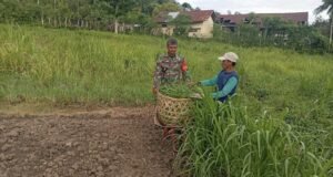 Dukung Ketahanan Pangan, Babinsa Koramil 01/Sukajaya Bantu Warga Beri Pakan Ternak