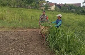 Dukung Ketahanan Pangan, Babinsa Koramil 01/Sukajaya Bantu Warga Beri Pakan Ternak