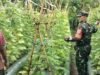 Babinsa Sertu Hendra Dorong Produktivitas Petani Kacang Panjang Guna Wujudkan Ketahanan Pangan Wilayah