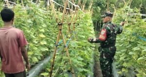 Babinsa Sertu Hendra Dorong Produktivitas Petani Kacang Panjang Guna Wujudkan Ketahanan Pangan Wilayah