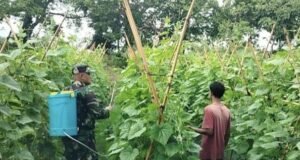 Babinsa Koramil 02/Sukakarya Dorong Petani Gampong Krueng Raya Tingkatkan Produktivitas