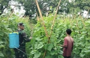 Babinsa Koramil 02/Sukakarya Dorong Petani Gampong Krueng Raya Tingkatkan Produktivitas
