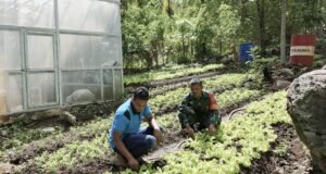 Babinsa Paya Seunara Bersama Bhabinkamtibmas* Dampingi Petani Sayur, Dorong Semangat Wujudkan Ketahanan Pangan