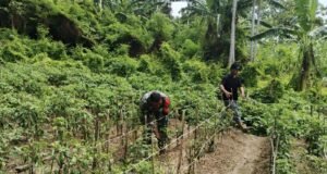 Babinsa Kuta Barat Bantu Warga Bersihkan Lahan Tanaman Cabai, Dukung Program Ketahanan Pangan