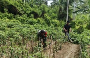 Babinsa Kuta Barat Bantu Warga Bersihkan Lahan Tanaman Cabai, Dukung Program Ketahanan Pangan
