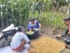 Babinsa Koramil 02/Sukakarya Dampingi Petani Jagung, Wujudkan Swasembada Pangan