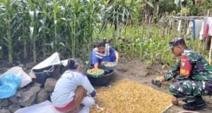 Babinsa Koramil 02/Sukakarya Dampingi Petani Jagung, Wujudkan Swasembada Pangan