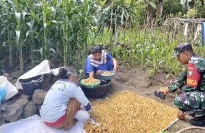 Babinsa Koramil 02/Sukakarya Dampingi Petani Jagung, Wujudkan Swasembada Pangan