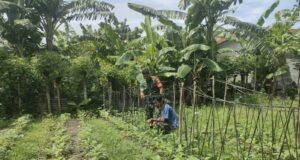 Babinsa Kuta Ateuh Pantau Ketahanan Pangan Warga, Bentuk Dukungan TNI terhadap Kemandirian Petani