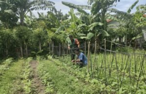 Babinsa Kuta Ateuh Pantau Ketahanan Pangan Warga, Bentuk Dukungan TNI terhadap Kemandirian Petani