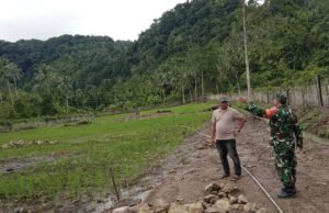 Babinsa Batee Shoek Kawal Program Padi Gogo, Targetkan Produksi Pangan Meningkat