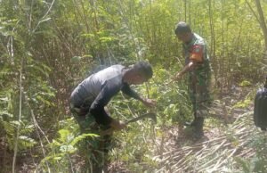 Babinsa Cot Abeuk Bantu Warga Bersihkan Lahan Pertanian, Wujudkan Kemanunggalan TNI–Rakyat