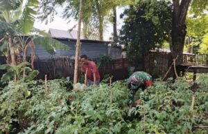 Perkuat Pangan Desa, Babinsa Kuta Barat Aktif Dampingi Petani