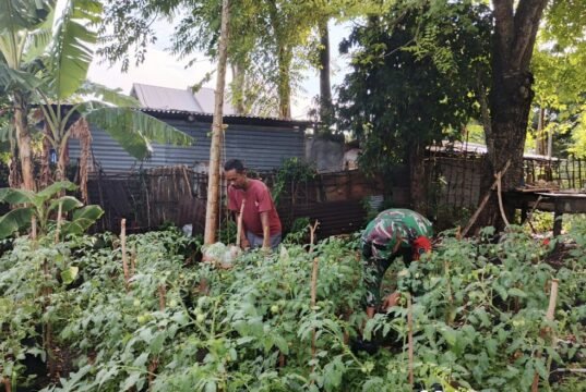 Perkuat Pangan Desa, Babinsa Kuta Barat Aktif Dampingi Petani