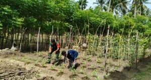 Sinergi TNI dan Petani, Babinsa Jaboi Optimalkan Perawatan Lahan Sayuran