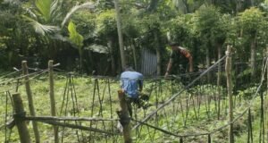 Pendampingan Babinsa Koramil 02/Sukakarya Perkuat Program Ketahanan Pangan di Gampong Kuta Ateuh