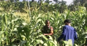 Wujud Kepedulian TNI Untuk Ketahanan Pangan, Babinsa Bantu Petani Rawat Tanaman Jagung Jelang Panen