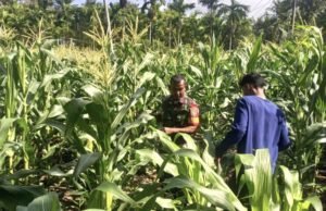 Wujud Kepedulian TNI Untuk Ketahanan Pangan, Babinsa Bantu Petani Rawat Tanaman Jagung Jelang Panen