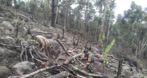 Wujud Nyata Kepedulian TNI, Babinsa Bantu Petani Bersihkan Lahan Perkebunan di Gampong Iboih