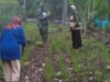 Semangat Ketahanan Pangan: Babinsa Koramil 02/Sukakarya Bantu Petani Pupuk Padi Gogo di Cot Damar