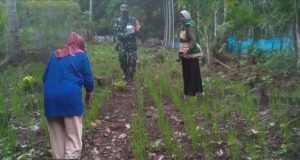 Semangat Ketahanan Pangan: Babinsa Koramil 02/Sukakarya Bantu Petani Pupuk Padi Gogo di Cot Damar