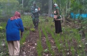 Semangat Ketahanan Pangan: Babinsa Koramil 02/Sukakarya Bantu Petani Pupuk Padi Gogo di Cot Damar
