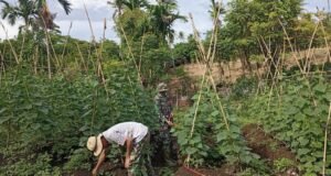 Dukung Ketahanan Pangan, Babinsa Aneuk Laot Dampingi Petani Rawat Tanaman Timun Pasca Hujan