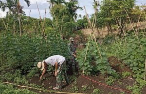 Dukung Ketahanan Pangan, Babinsa Aneuk Laot Dampingi Petani Rawat Tanaman Timun Pasca Hujan