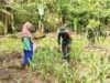 Perkuat Program Ketahanan Pangan, Babinsa Koramil 02/Sukakarya Bantu Petani Jagung di Kreung Raya