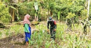 Perkuat Program Ketahanan Pangan, Babinsa Koramil 02/Sukakarya Bantu Petani Jagung di Kreung Raya