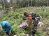 Dukung Ketahanan Pangan, Babinsa Sertu Junaidi Turun Bersihkan Gulma di Lahan Cabai