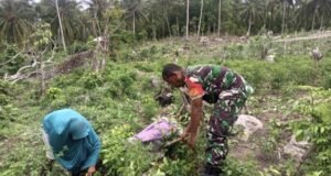 Dukung Ketahanan Pangan, Babinsa Sertu Junaidi Turun Bersihkan Gulma di Lahan Cabai