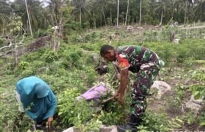 Dukung Ketahanan Pangan, Babinsa Sertu Junaidi Turun Bersihkan Gulma di Lahan Cabai