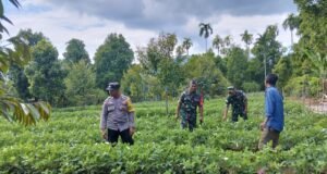 Tingkatkan Ketahanan Pangan, Babinsa Koramil 02/Sukakarya Sukakarya Bantu Petani Kacang Tanah Kembangkan Produktivitas